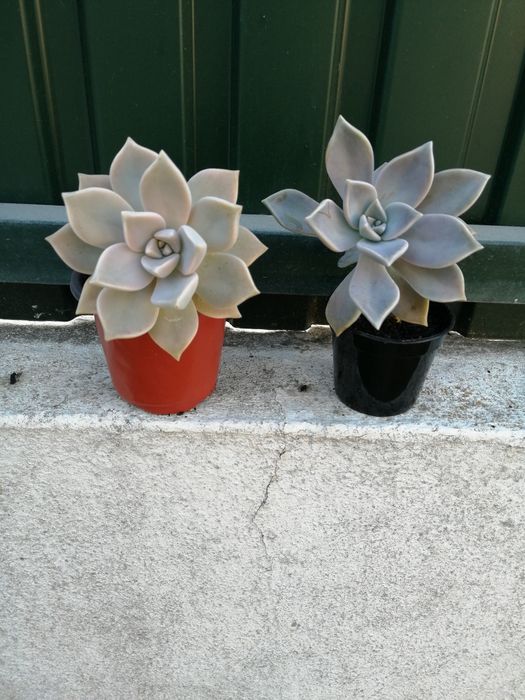 Suculentas em vasos, desde 1,5€.