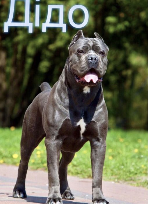 Елітні купірувані щеночки-Cane corso