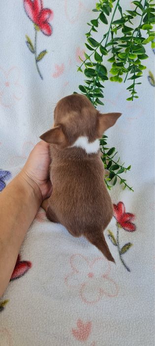 Excecional menina semi pelo Chihuahua/chihuahua de Qualidade