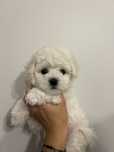 Bichon Frise- ZKwP - rodowód - badania