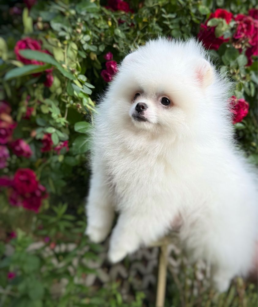 Biała suczka Szpic miniaturowy do odbioru+Paszport Pomeranian Zkwp FCI