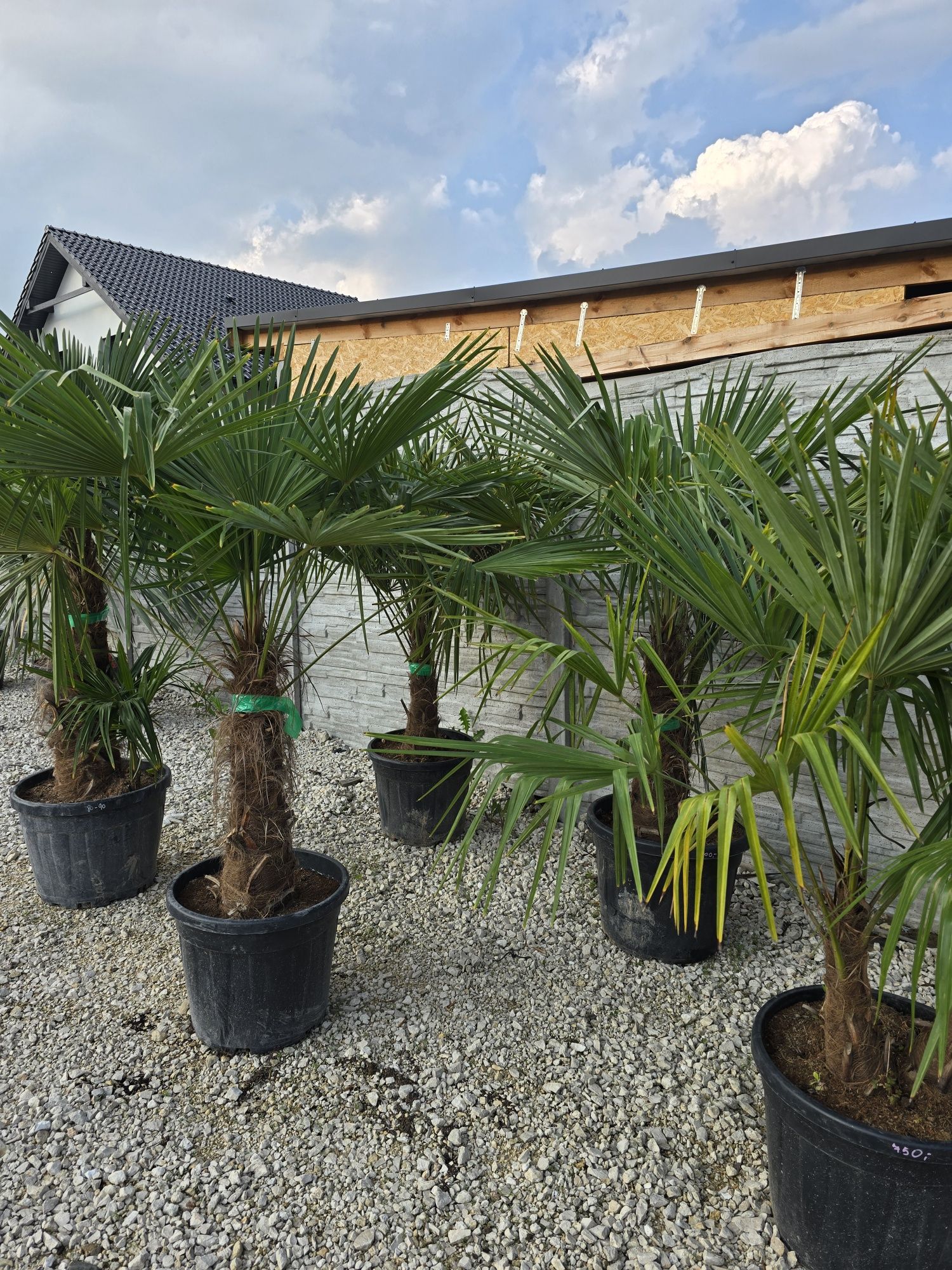 Trachycarpus Fortunei - szorstkowiec mrozoodporny