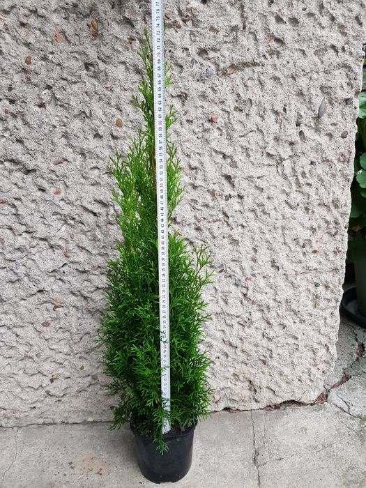 Thuja, tuja, tuje Szmaragd 65cm +-5cm