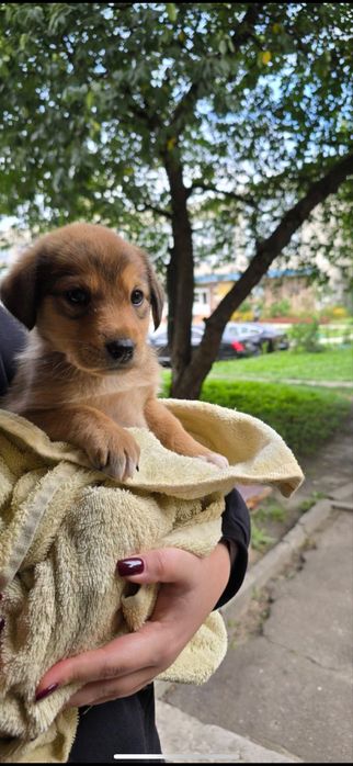 Віддам собачку в добрі руки