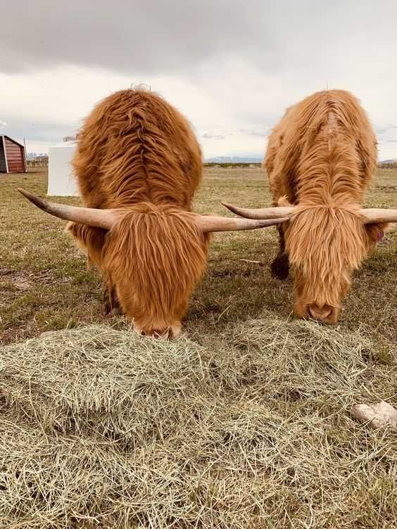 Шотландская корова или Хайленд от 6 мес до 3 лет