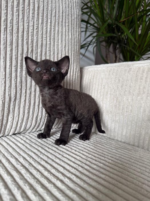 Kot Devon Rex z rodowodem WCF