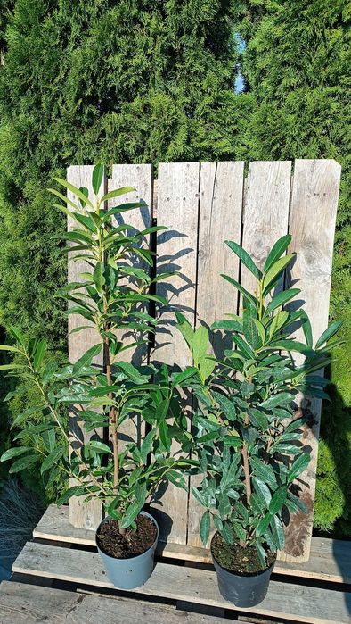 Laurowiśnia 'Caucasica' (Prunus laurocerasus 'Caucasica')