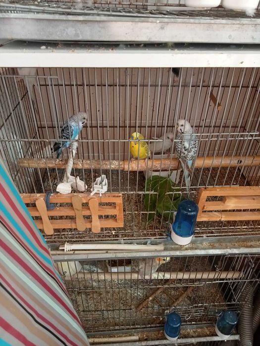 Vendo 3casais de piriquitos australianos várias cores com/gaiola .