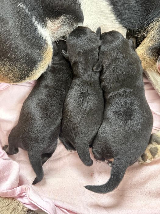 Cztery szczeniaczki do adopcji