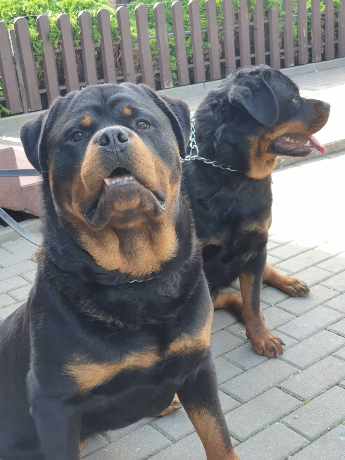 Sprzedam Rottweillera do dalszej hodowli