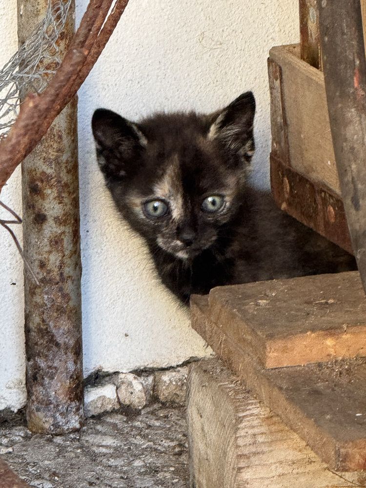 Gatinhos para adoção