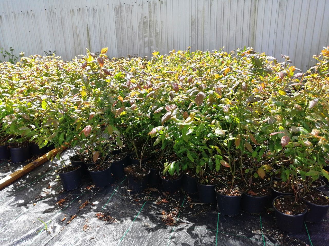 Plantas mirtilo primavera 2025