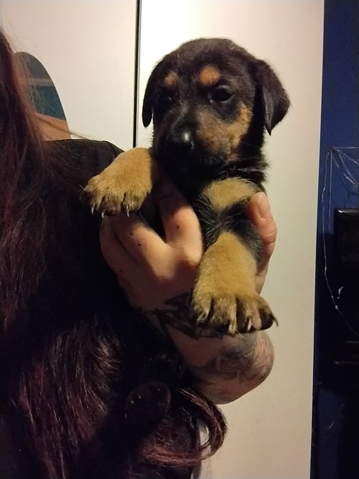 Oddam za darmo szczeniaczki