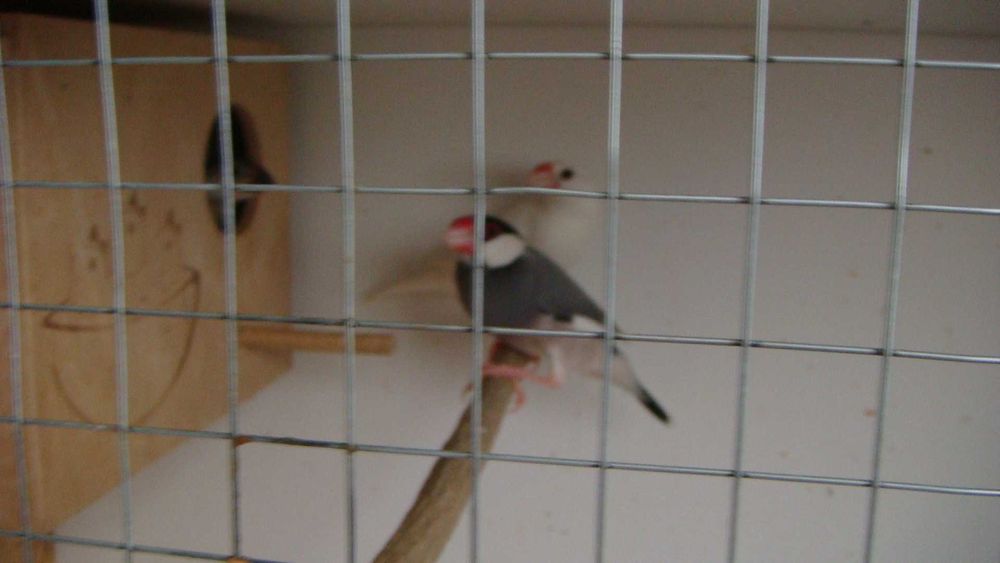 клетка для рисовых амадин