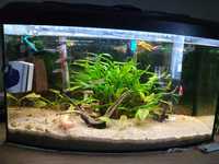 Akwarium z rybkami i roślinkami