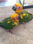 Aratingas do sol criadas à mão aves meigas