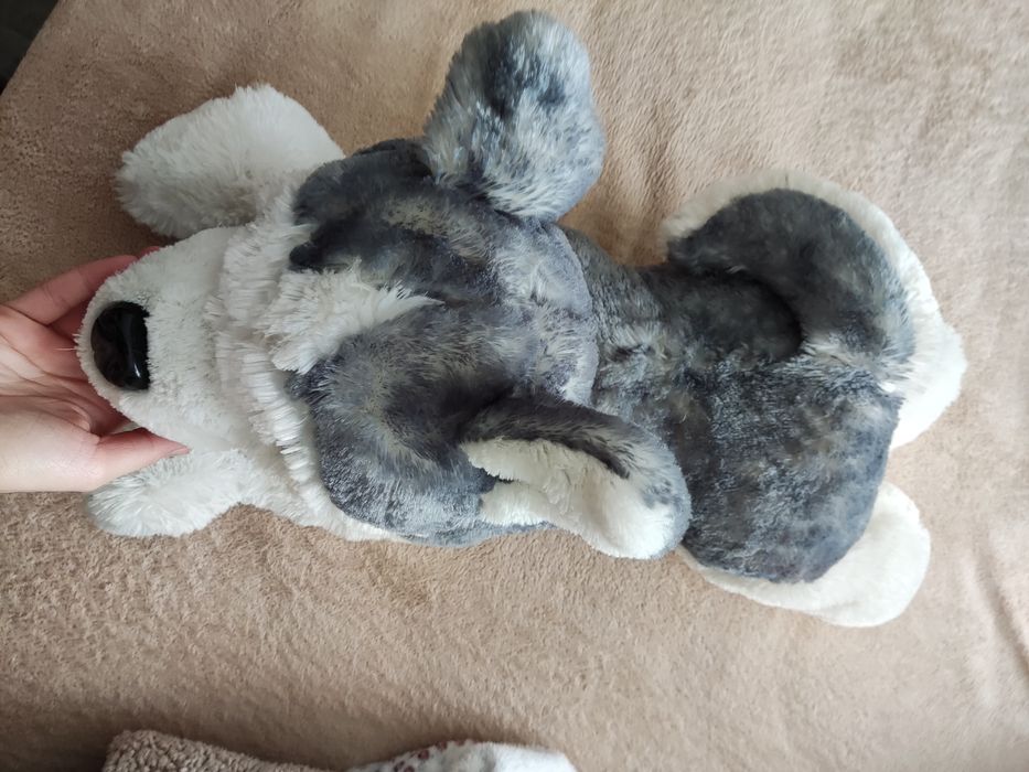 Peluche cão husky