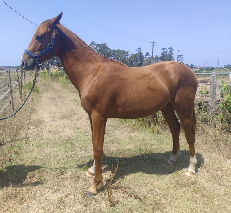 Poldro zangersheide 1 ano