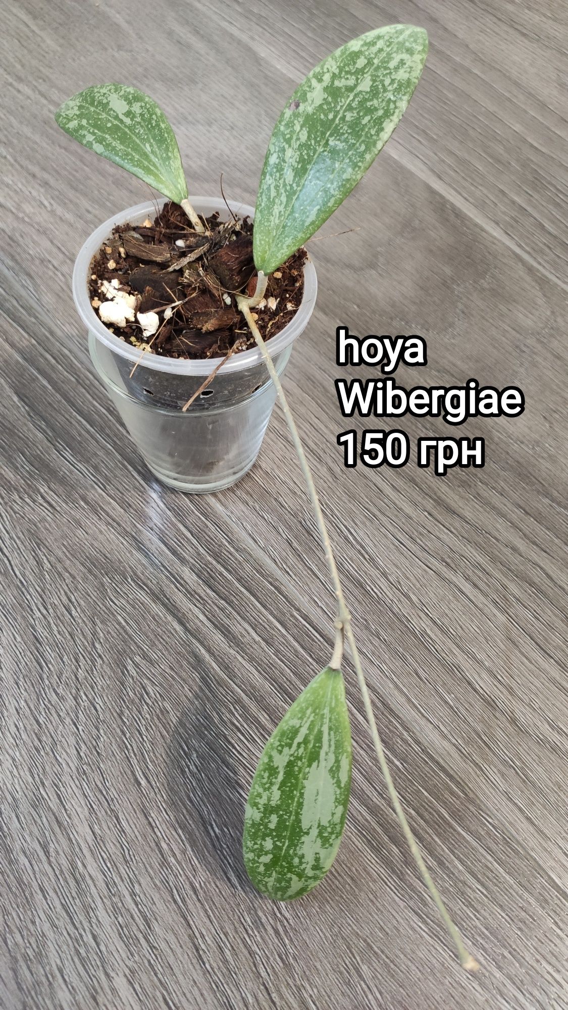 Хойи укорененные разные