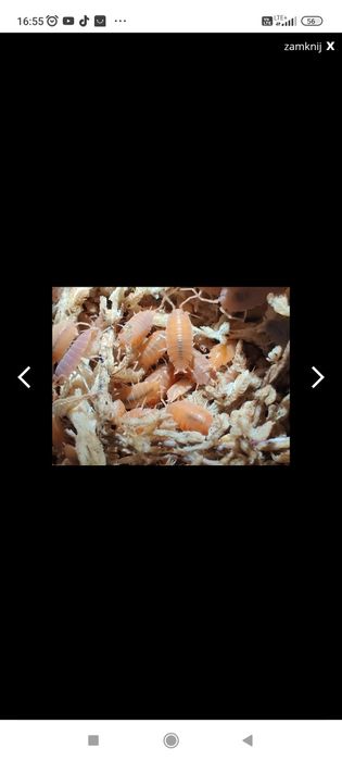 Iposody prosionki Orange