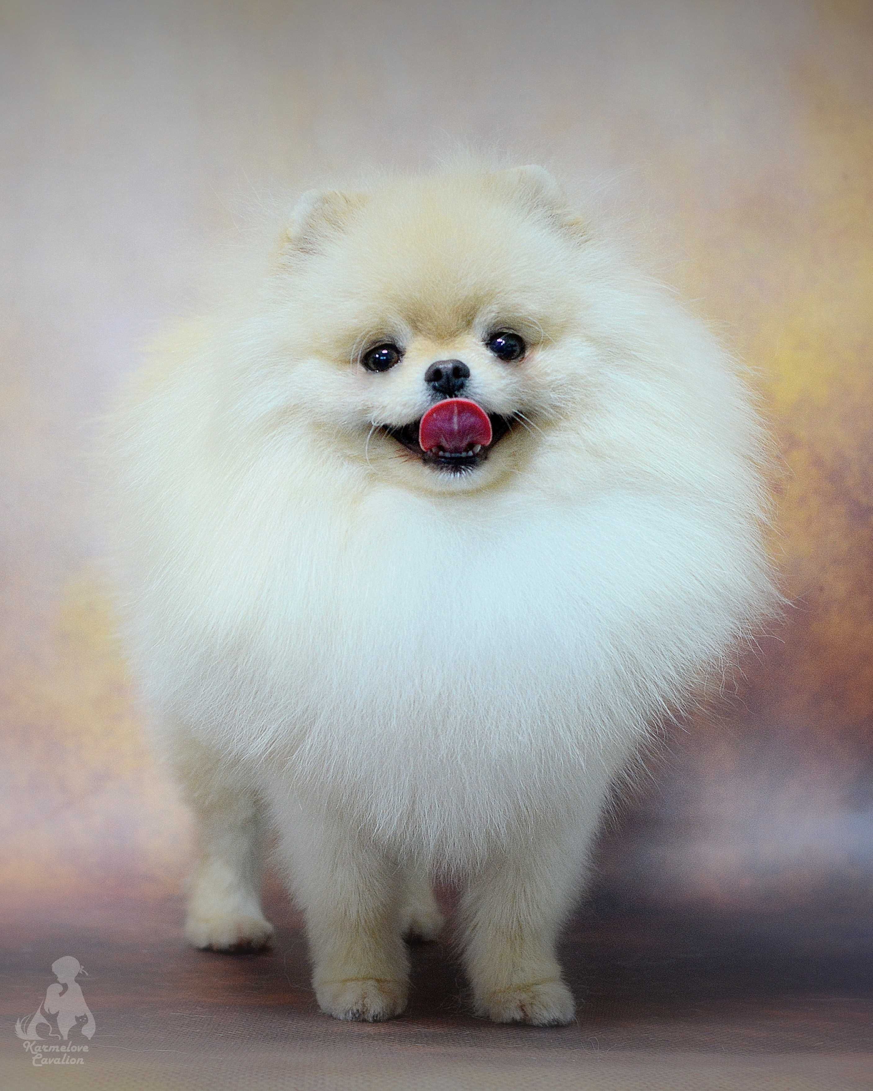 Suczka pomeranian miś kremowa rodowód