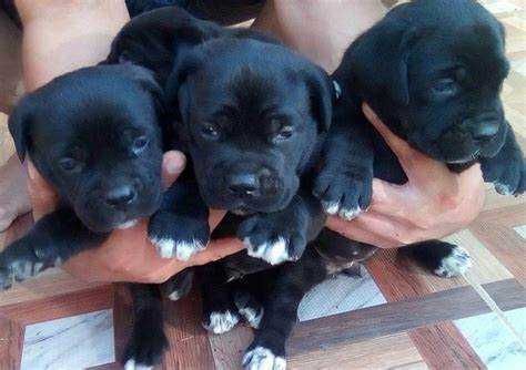 віддані та вірні цуценята щенки кане корсо очикують свого хозяина