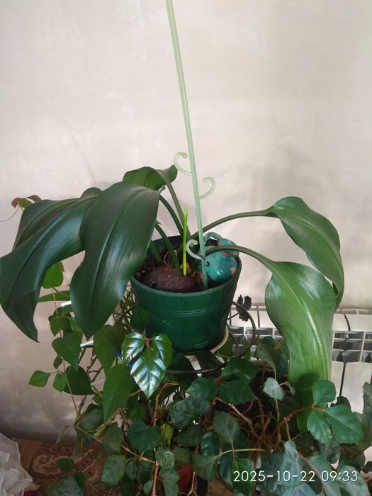 Вазон Еухаріс,  Лілія