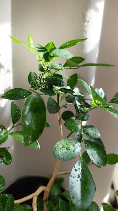 Мурайя з плодами