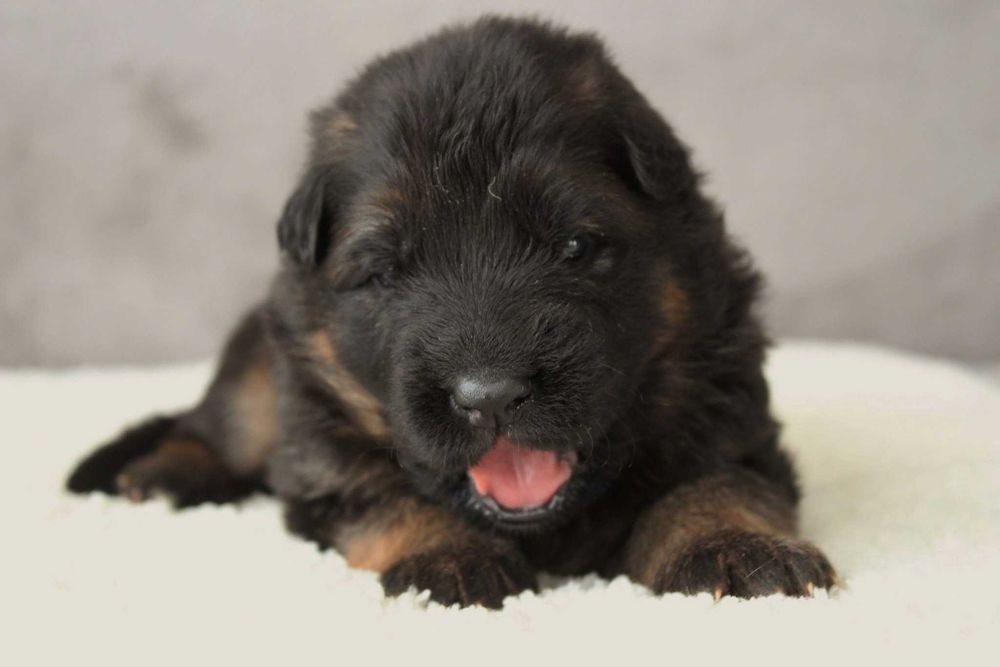 Owczarek Niemiecki Długowłosy z Rodowodem FCI po Aragon vom Wolfsbruch