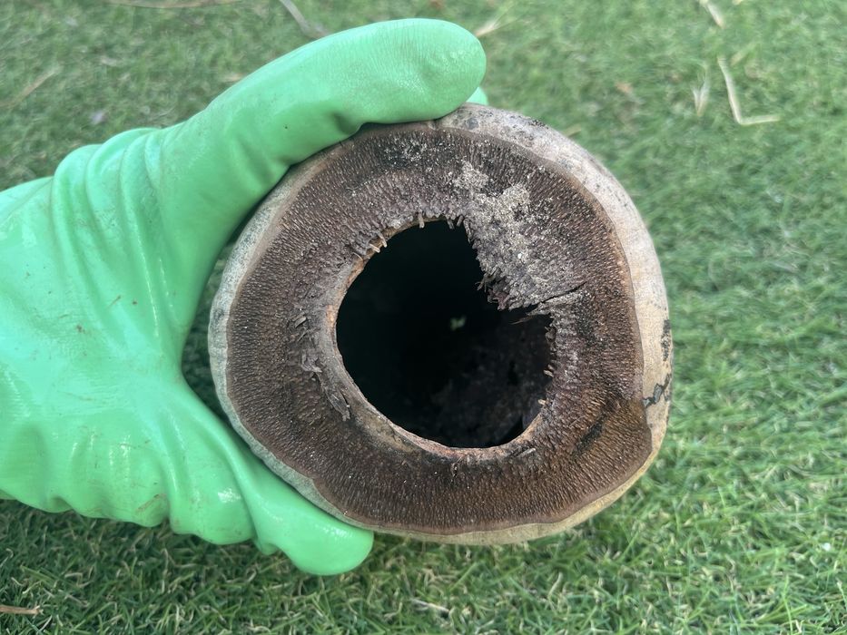 Cascas de coco para aquario ou terrario