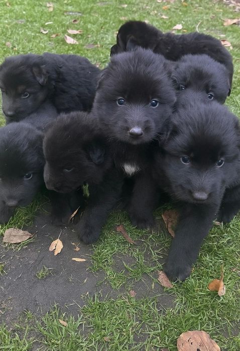 Owczarek  Niemiecki Czarny do rezerwacji