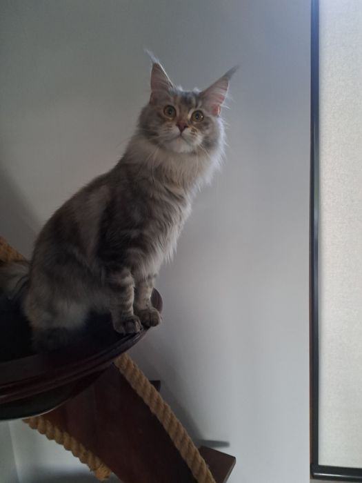 Cudowna kotka Maine Coon