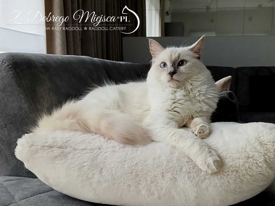 REZERWACJA/FPL/HEXA – liliowa kotka Ragdoll z prawdziwej hodowli