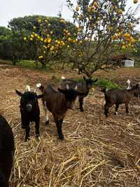 Cabras para vender €20