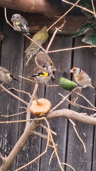 Kanarek konop bastard szczygiel