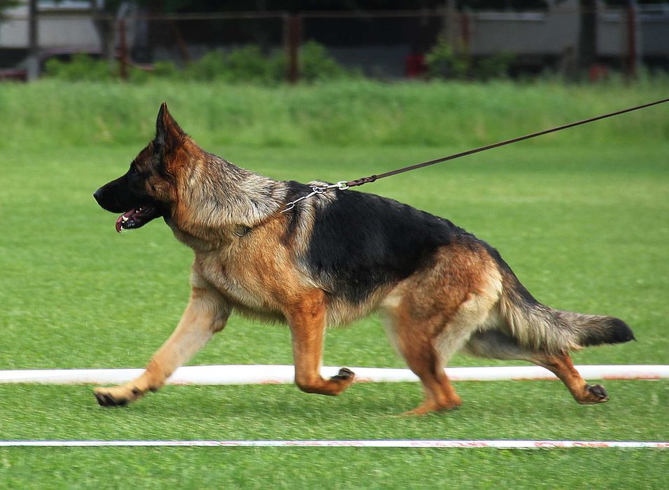 Німецька Вівчарка -  сука, від провірених та тестованих батьків! КСУ