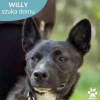 Słodki Willy szuka kochającej rodziny!