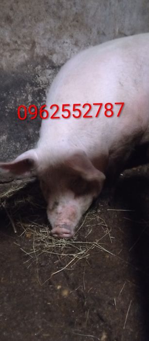 Продам велике порося