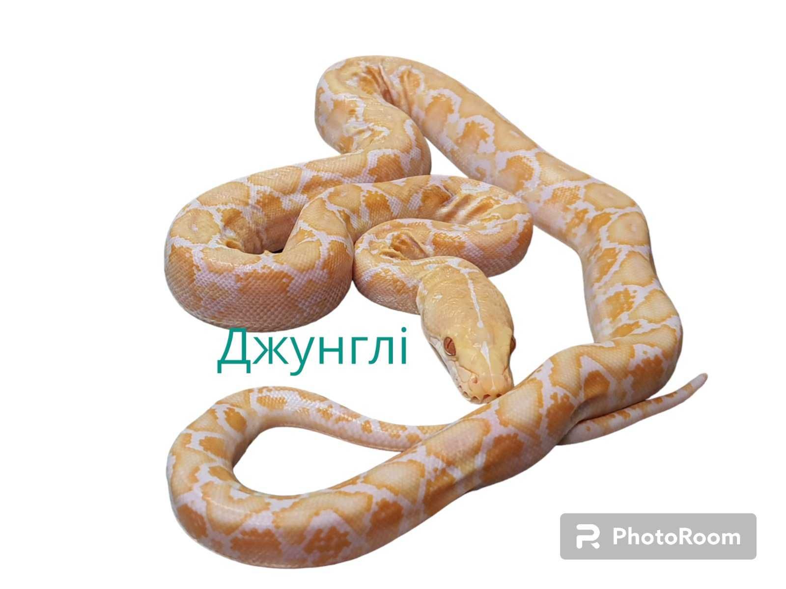 Сетчатый питон (Python reticulatus)