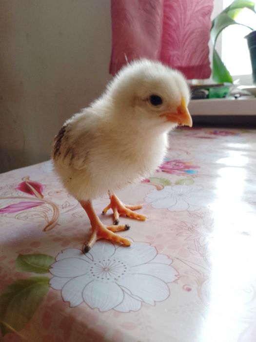 Продам домашніх тижневих курчат 35 грн. в м.Бахмач