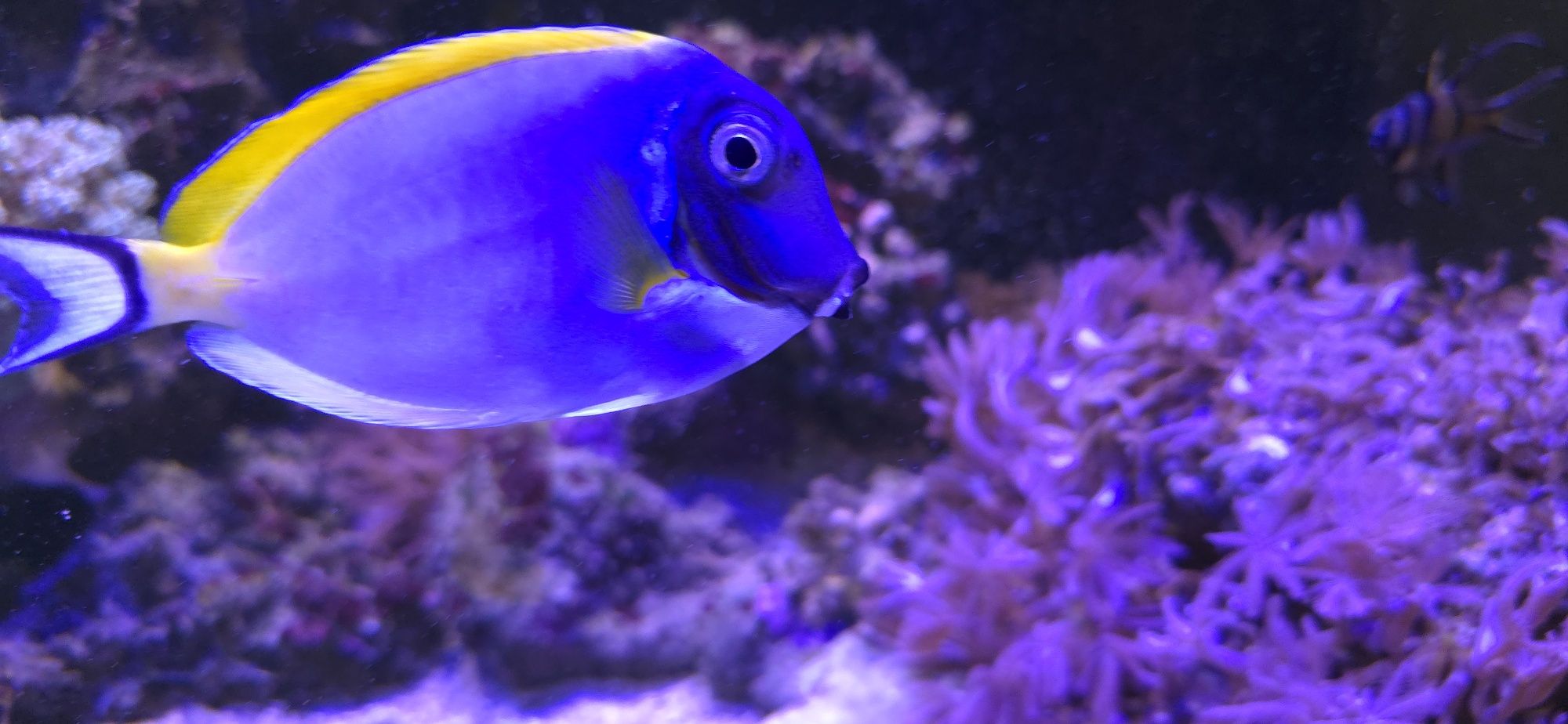 Acanthurus leucosternon