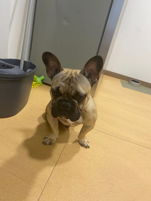 Dou buldogue francês