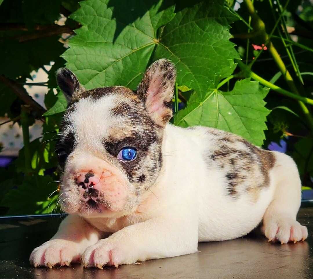 Окрасе мерле с голубым глазом. Французский бульдог щенок 1,5 месяца