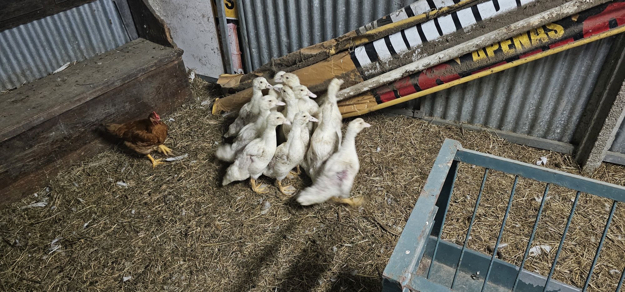 Pato branco de carne