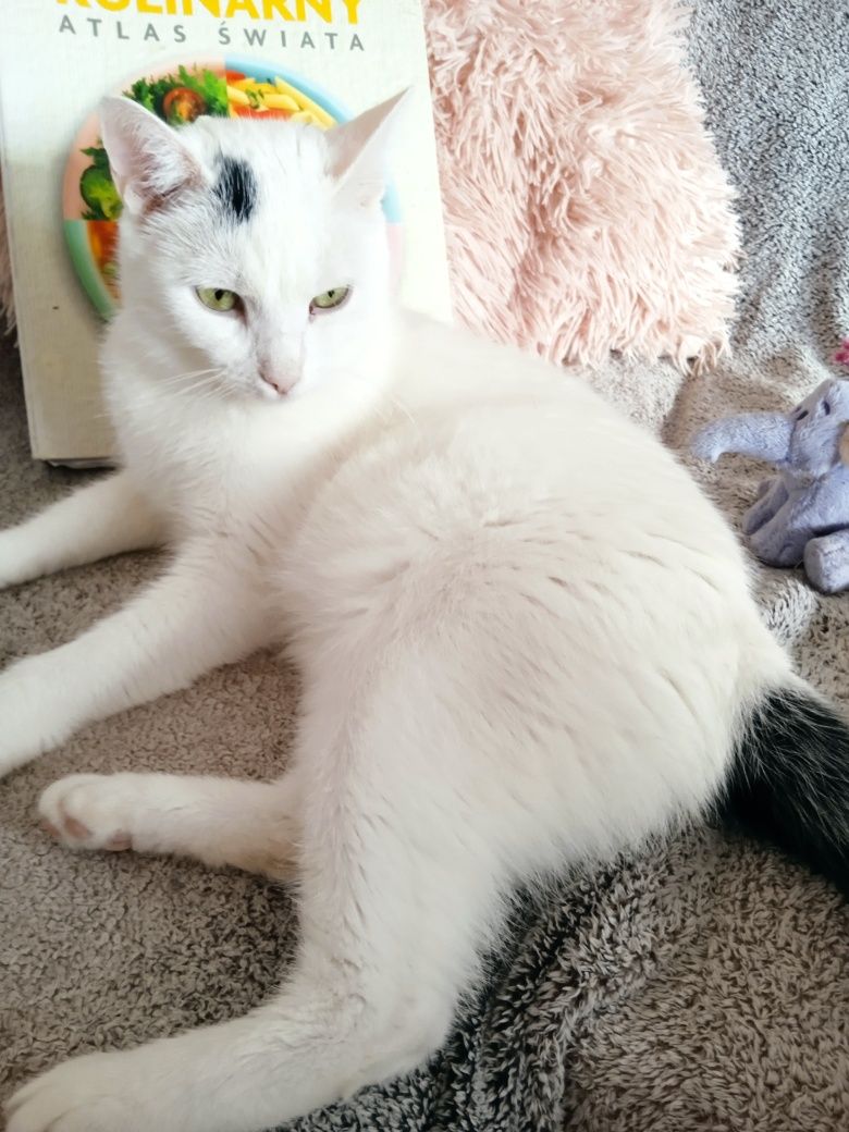 Kocurek do adopcji