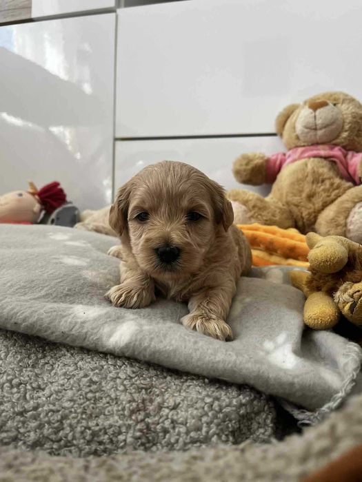 Śliczna sunia maltipoo - Do rezerwacji