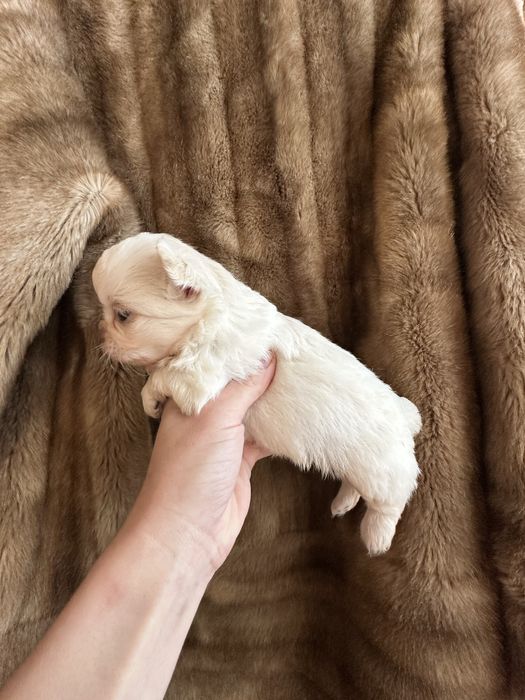 Chihuahua Russo macho miniatura pêlo comprido