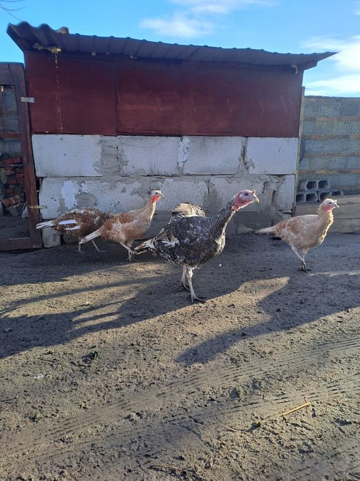 Sprzedam młode indyki