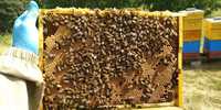 Odkłady pszczele na ramce wielkopolskiej pszczoły miód pyłek