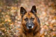 Liszka w typie owczarka niemieckiego do adopcji! Za darmo